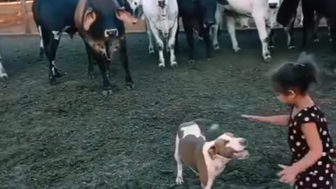 funny video dog hits a cow