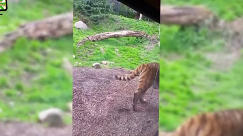 Animals attacks on humans in Zoo