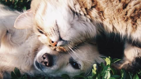 5 Dog Breeds That Get Along Well With Cats