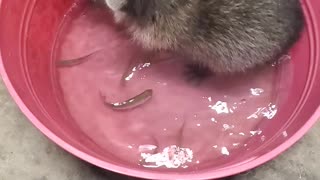 Raccoon Having Fun Catching Fish