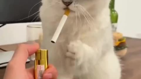 😻😻Smoking cat you never seen before😻😻