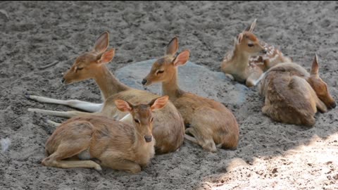 Beautiful Deer Family In A Forest