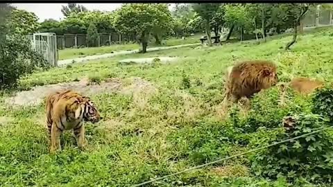 Tiger Vs Lion: True King of Jungle.