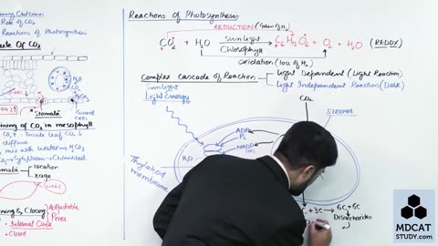 LEC#7 REACTIONS OF PHOTOSYNTHESIS