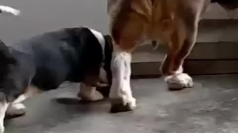 Dog teaches young puppy