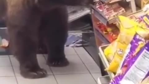 Grizzley Bear takes snacks and walks out of 7-Eleven