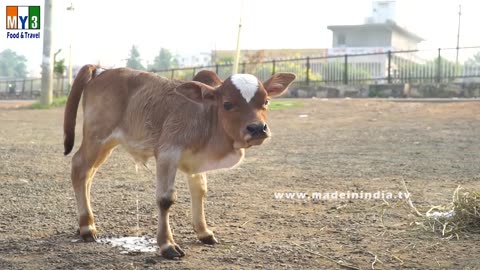 Most Funny and Cute Baby Cow Videos Compilation
