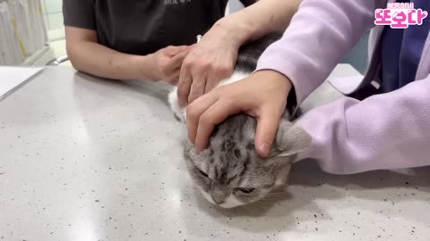 A cat who became so talkative at the vet (What happens when Dabok goes to the vet)