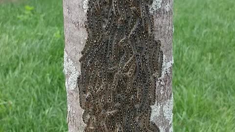 Massive caterpillar cluster on backyard tree