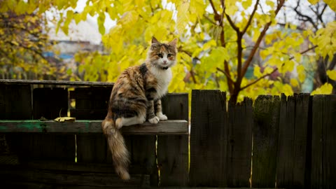 little cat on a fence in the garden