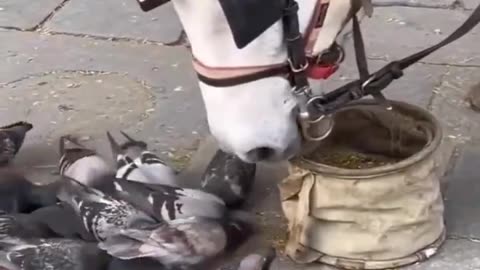 Good Hearted Horse Share their food with Birds