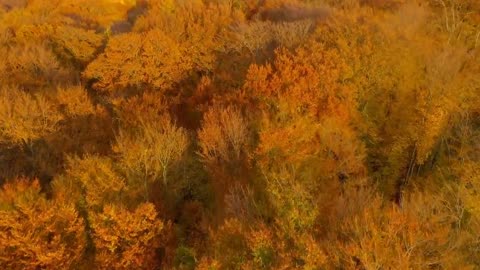 Enchanting Autumn Forests with Beautiful Piano Music