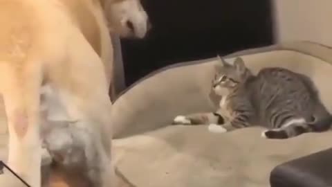 Dog Just Wants to Play With a Scaredy Cat!