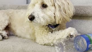Dog Steals Water Bottle