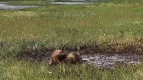 Porcupine Too Aggressive! Defeat Lion, Pitbull, Leopard - Most Amazing Moments Of Midnight Battles-2