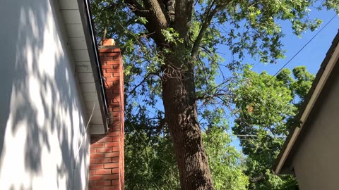 Tree Removal with Fair Oaks Arborist