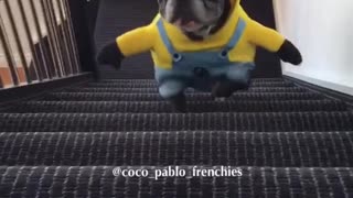 Bulldogs franceses desfilan sus adorables disfraces de Minion