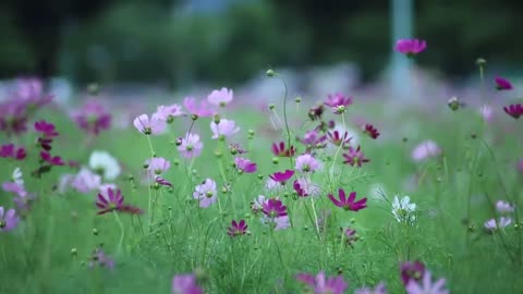 HD flower video Amazing nature