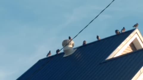 Pigeon Rides Vent like a Carousel