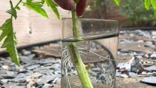 Tomato tips