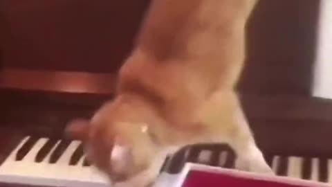 Cat composes a masterpiece on piano!