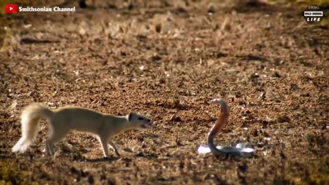 The Mongoose Mercilessly Tears The Baby Rabbits-3