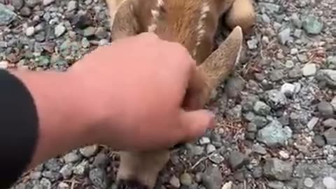 Friendly fawn comes by forhead scratches