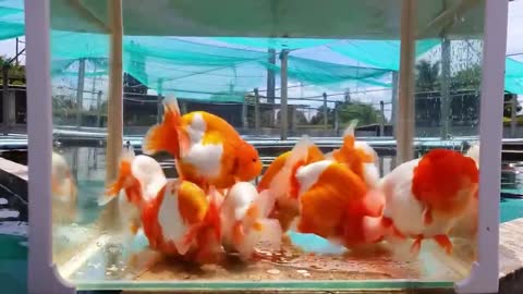 The most beautiful thailand goldfish collection-4