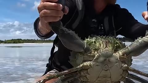 GIANT MUDCRAB barehanded catch for ISLAND SURVIVAL😱😱#shorts #viral #trending #animals