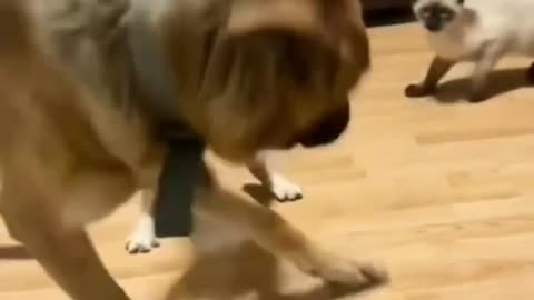 Animal funny 🤣🤣🤣🤣 video s