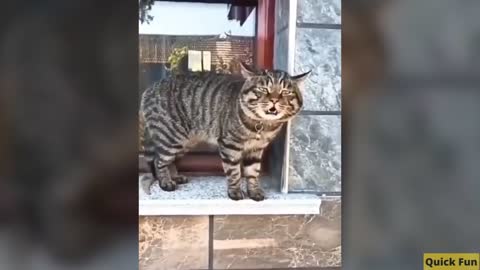 Cats Talking Funny Video