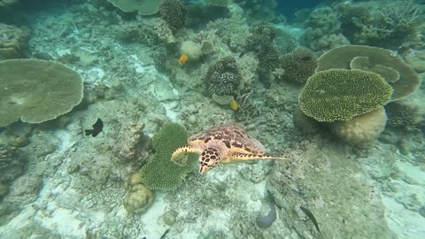 A rare red-eyed turtle swimming in the form of coral on the ocean floor