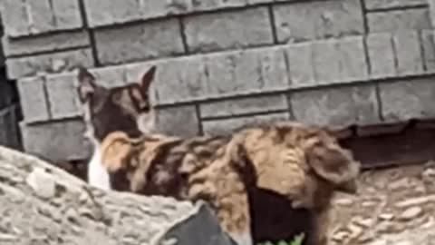 Cat between bricks and sand