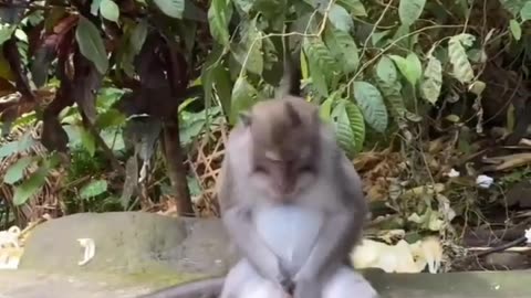 monkey's genitals are itching