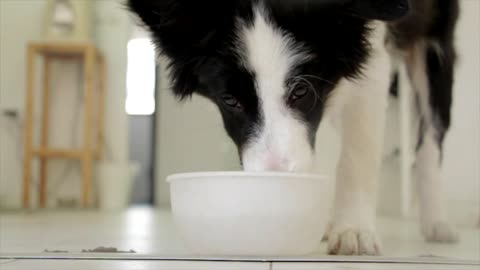 A dog drinks water from a white bowl