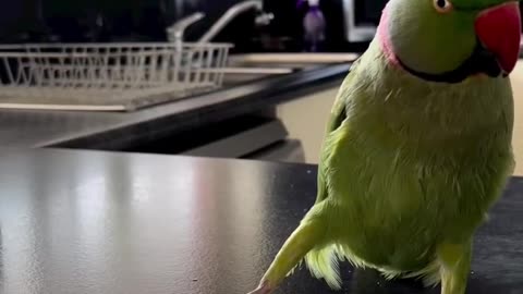 Adorable Parrot Plays Peek-a-Boo With Themselves!