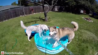 Epic husky summer pool party time