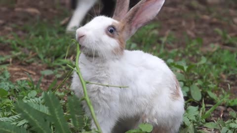 Rabbits eating green plants,,,