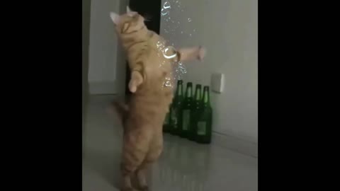 Kitty Popping Bubbles