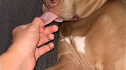 Guy Pulls Dog Tongue While Sleeping