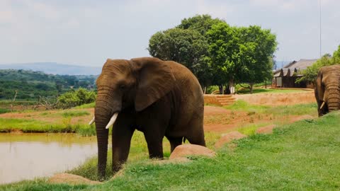 Elephant's Life - Beutiful Animals - Nature