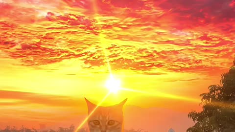 Memorable Sunset with Kitty