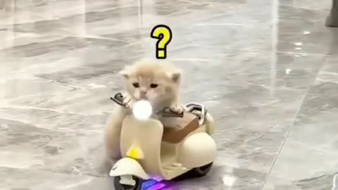 Funny Animals: 😸❤️ Cat Biker ❤️😸