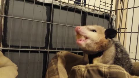 Breakfast for an opossum
