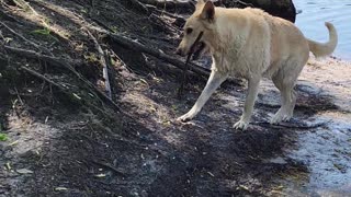 Dogs swimming in the River