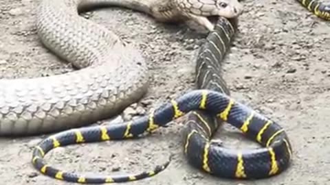 Deux serpents en action, le cobra es le plus dangereux