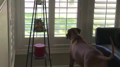 Dog barks at mailman but then she closes the blinds so he won’t see her.