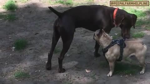 Dogs behaviour explain in Hindi