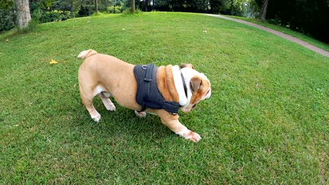 Massive pit bull tries pineapple for the first time pitbul