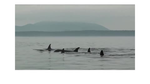 Wild Orca Killer Whales